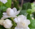 汇馥医芳 芳香笔记 |小花茉莉精油 Jasminum sambac
