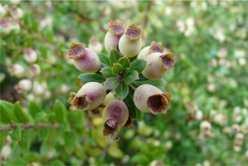 绿色姚金娘(香桃木)myrtle green-myrtus communis 11.jpg